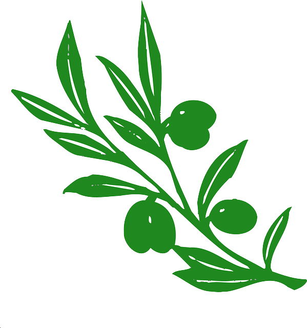 Zeytinli’de zeytin hasat sezonu başladı, çiftçiler hazırlıklarını tamamladı Zeytinli’de zeytin hasat sezonu başladı, çiftçiler hazırlıklarını tamamladı