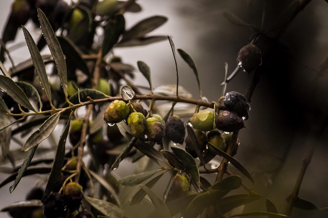 Zeytinli’de zeytin hasat sezonu başladı, çiftçiler hazırlıklarını tamamladı Zeytinli’de zeytin hasat sezonu başladı, çiftçiler hazırlıklarını tamamladı